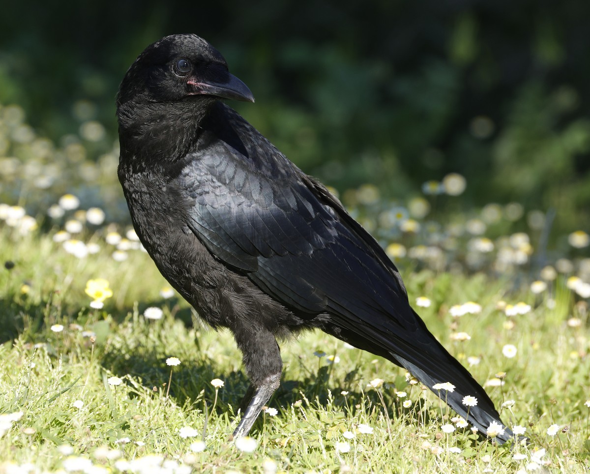 Australian Raven - ML641955572