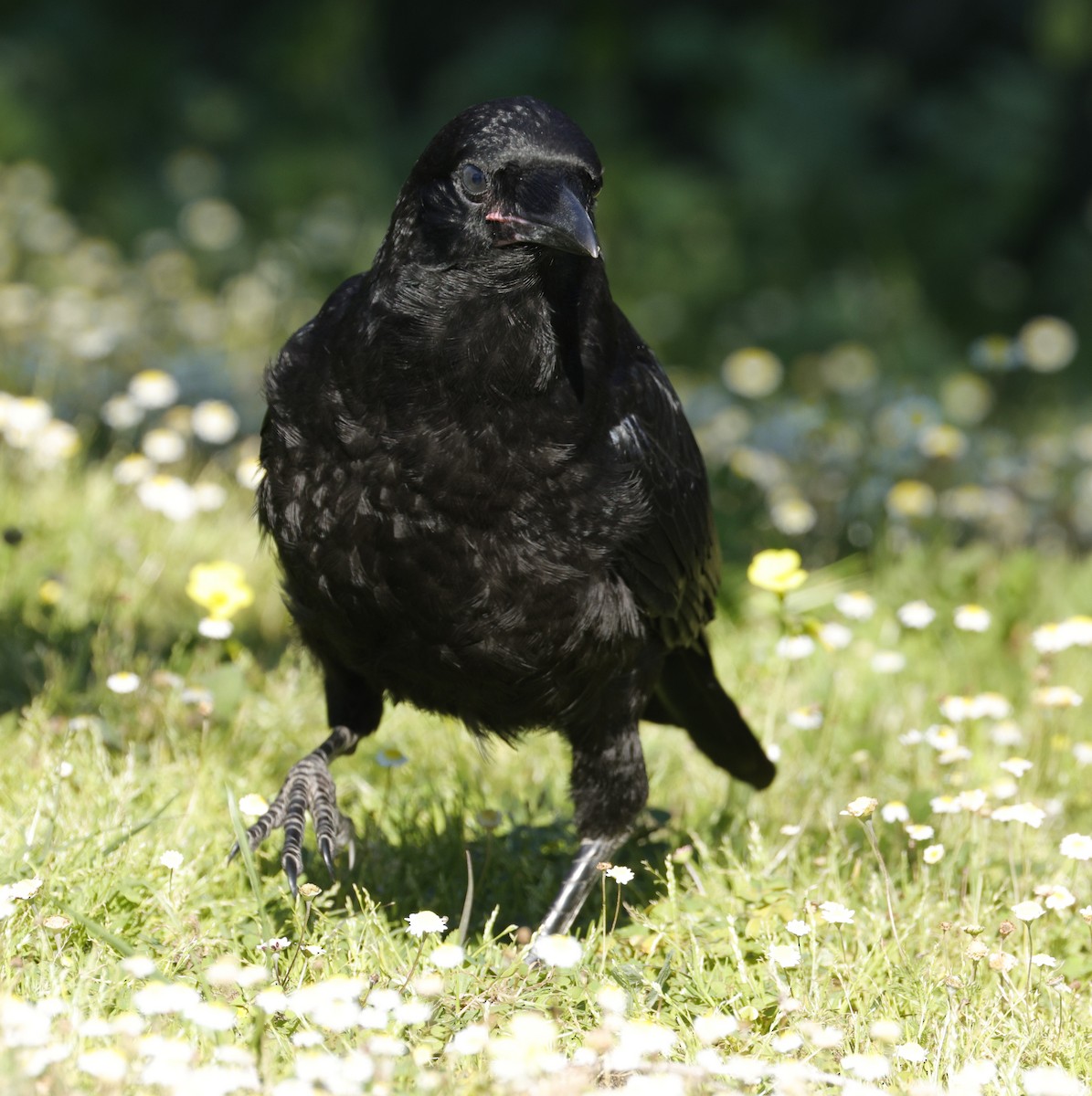 Australian Raven - ML641955573