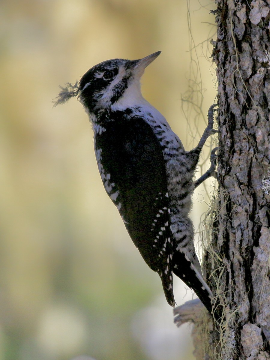 American Three-toed Woodpecker (Northwest) - ML641955577