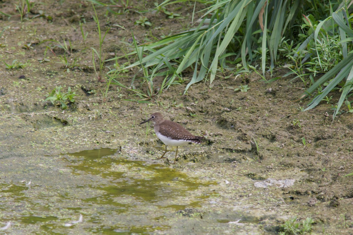 Solitary Sandpiper - ML641955578