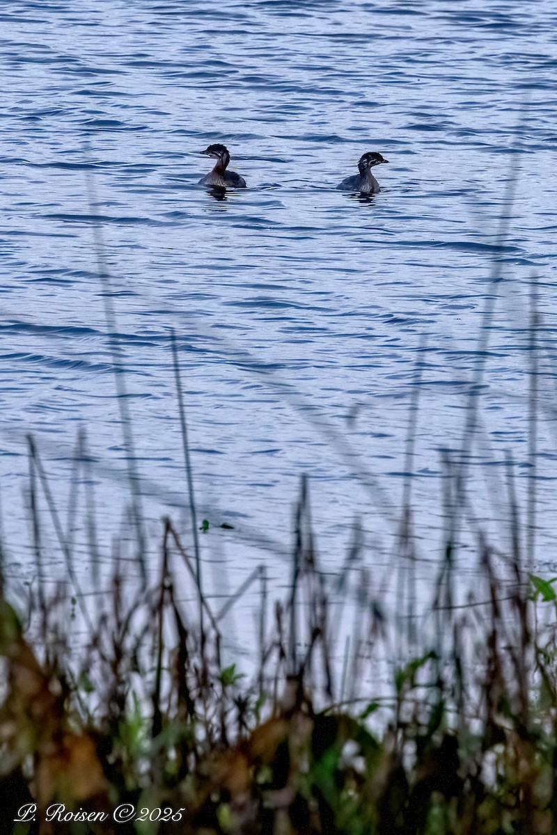 Pied-billed Grebe - ML641955587