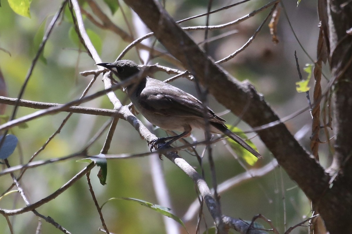White-gaped Honeyeater - ML641955588