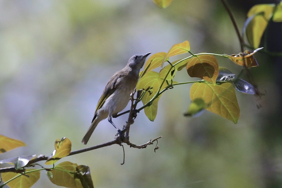 Rufous-banded Honeyeater - ML641955589