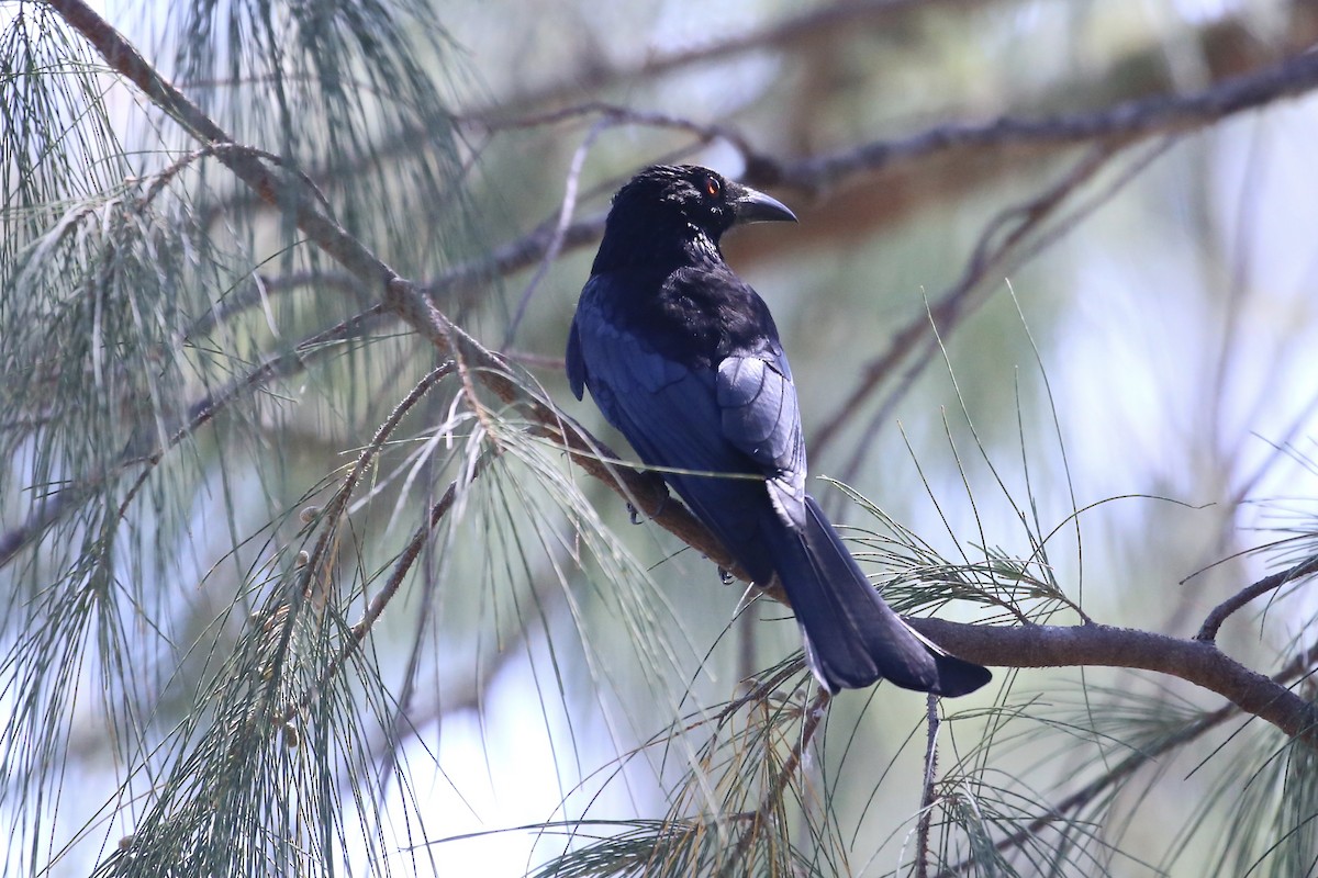 Spangled Drongo (Spangled) - ML641955590