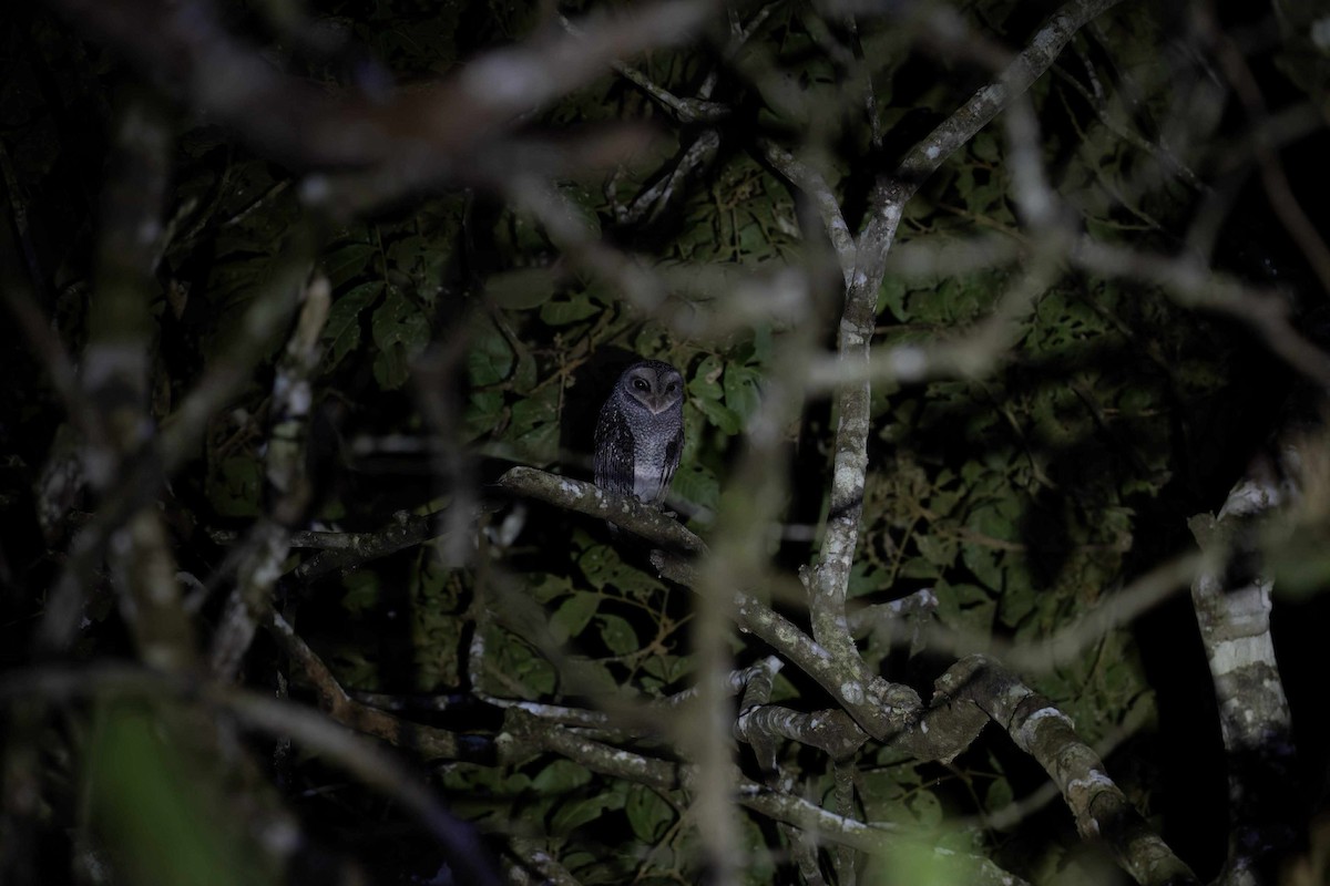 Sooty Owl (Lesser) - ML641955591