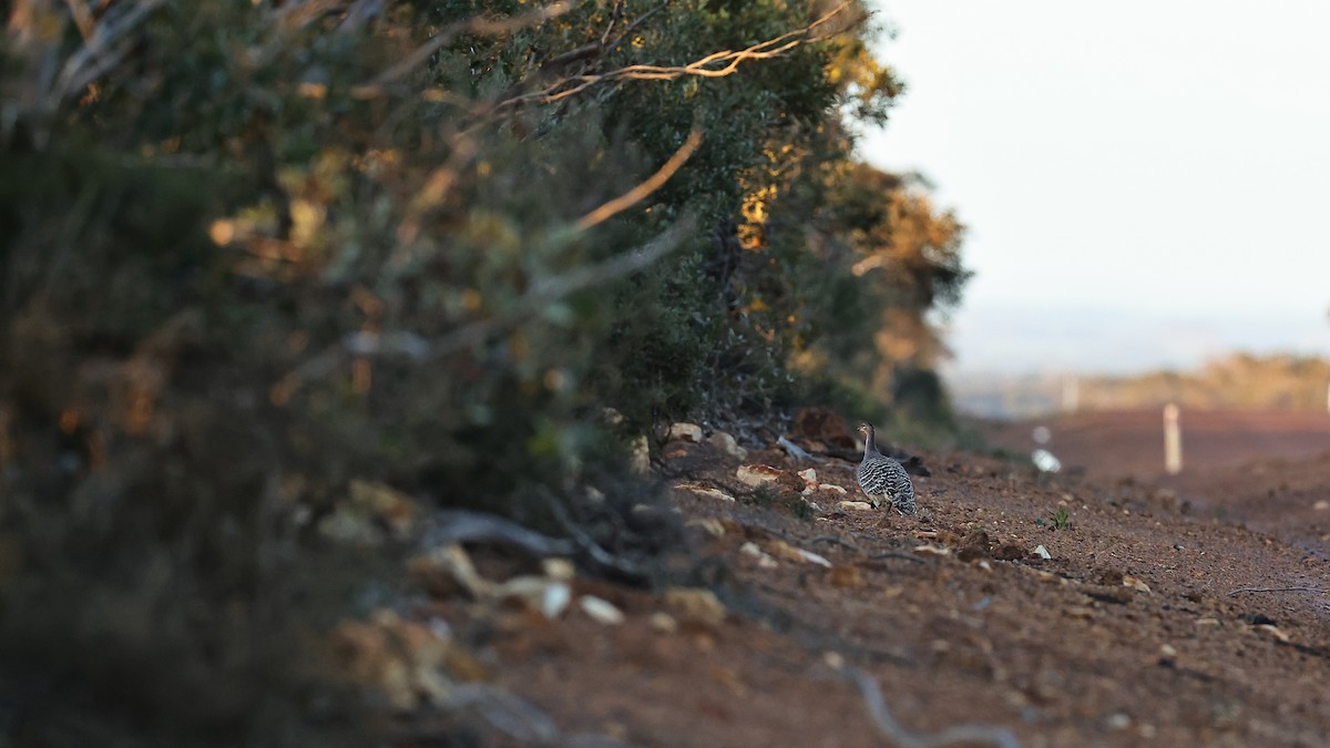 Malleefowl - ML641955596