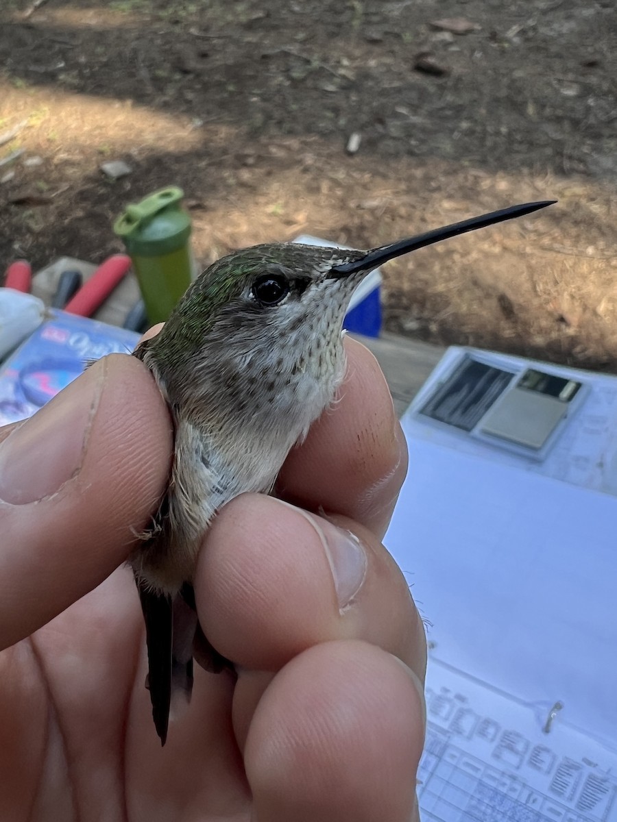 Calliope Hummingbird - ML641955597