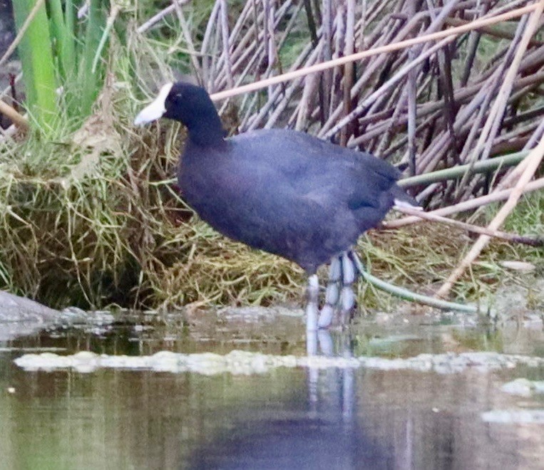 Hawaiian Coot - ML641955598