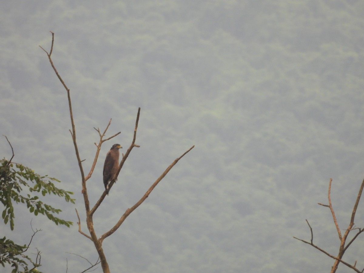 Crested Serpent-Eagle - ML641955599