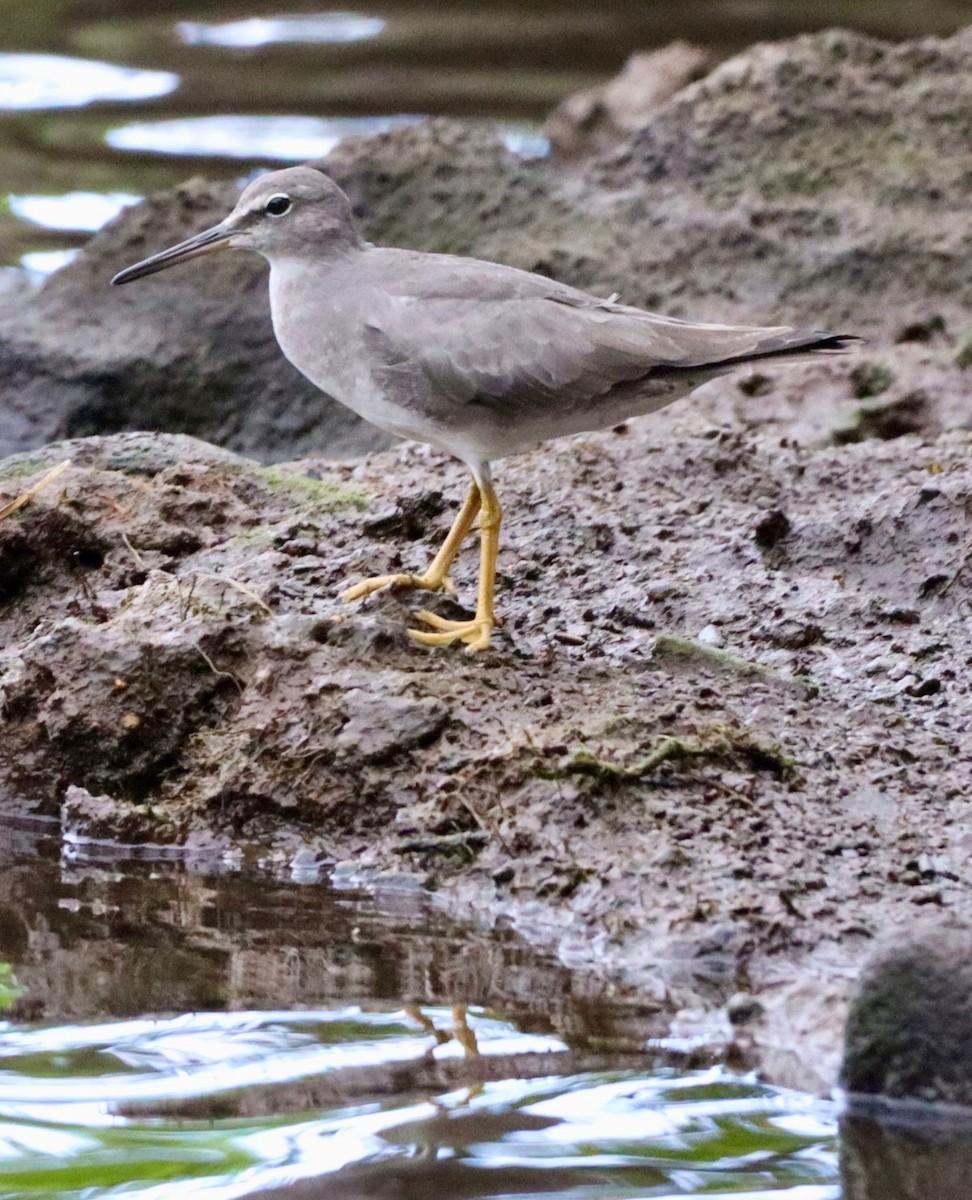 Wandering Tattler - ML641955600