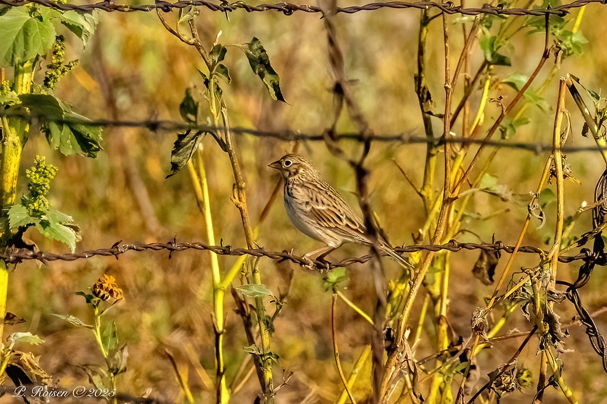 Vesper Sparrow - ML641955601