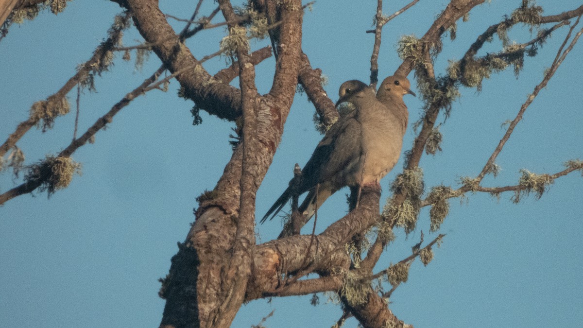 Mourning Dove - ML641955602
