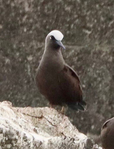 Black Noddy - ML641955603