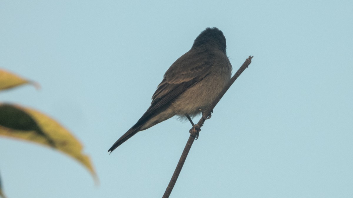 Western Wood-Pewee - ML641955604