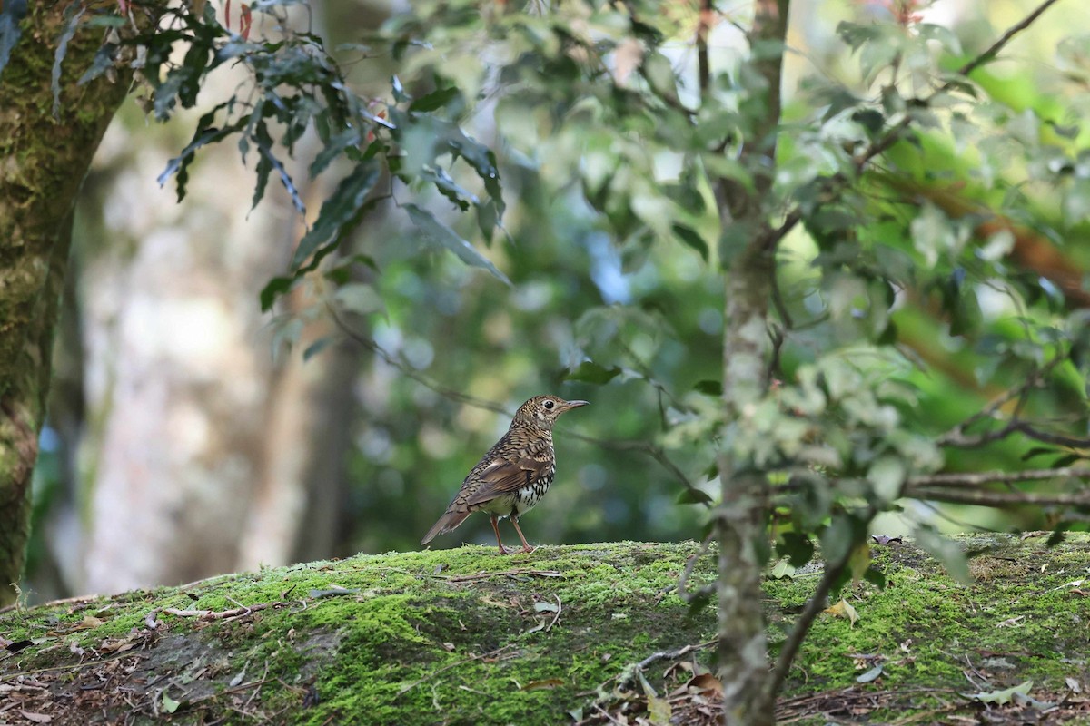 Bassian Thrush - ML641955605