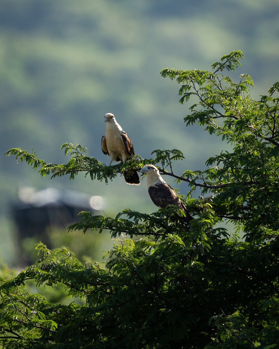 Yellow-headed Caracara - ML641955606