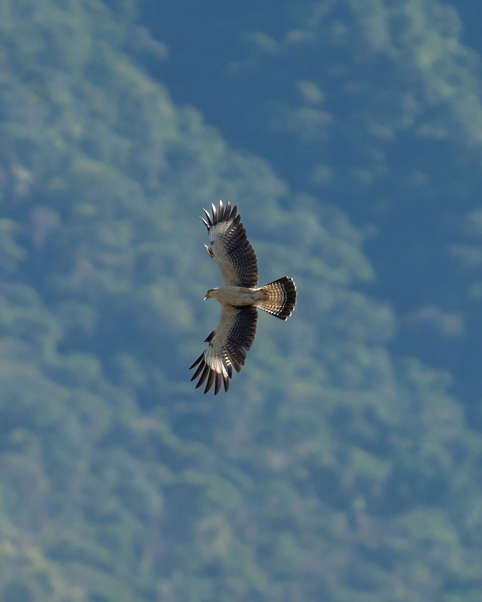 Yellow-headed Caracara - ML641955607