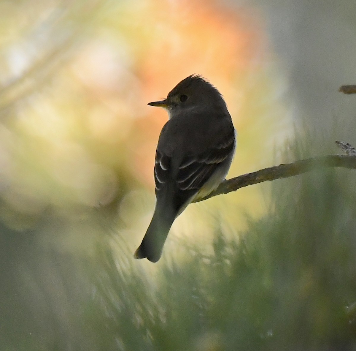 Western Wood-Pewee - ML641955610