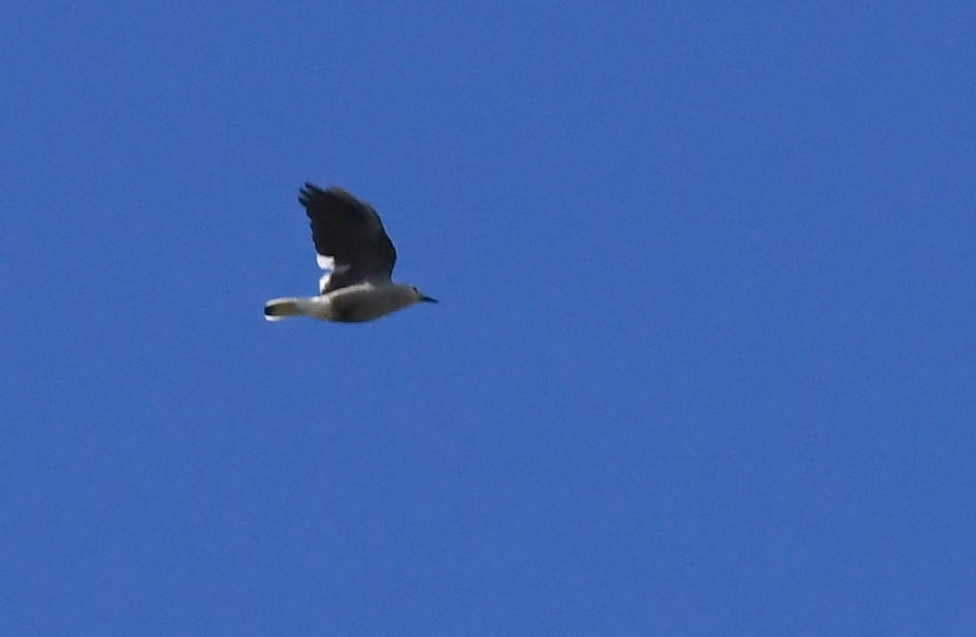 Clark's Nutcracker - ML641955611