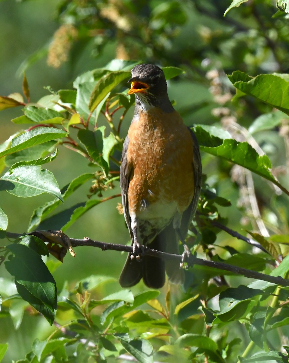 American Robin - ML641955612