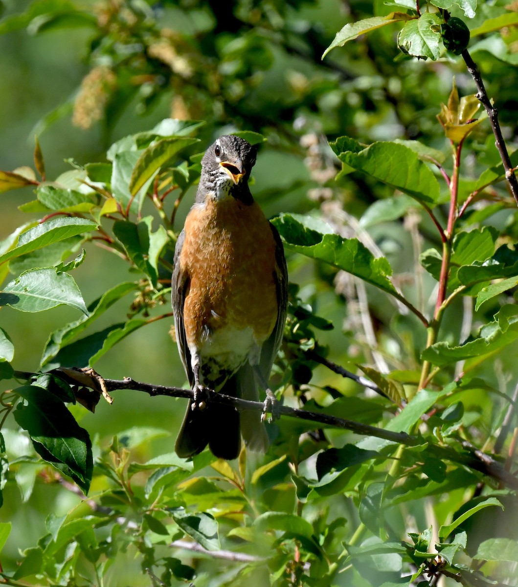 American Robin - ML641955613