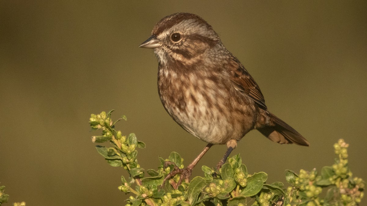 Song Sparrow - ML641955614