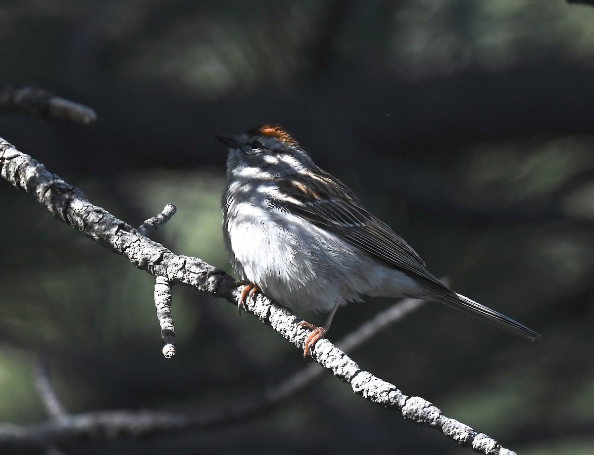 Chipping Sparrow - ML641955615