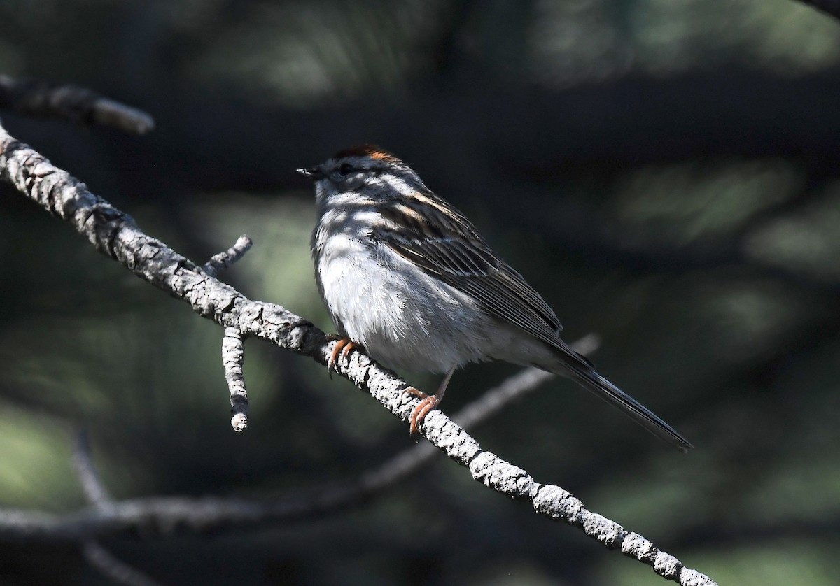 Chipping Sparrow - ML641955616
