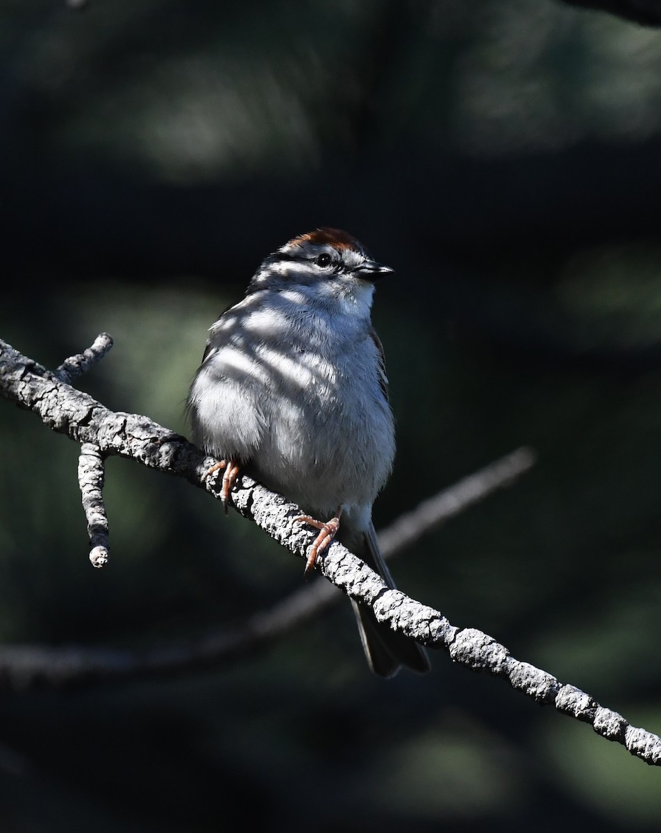 Chipping Sparrow - ML641955617