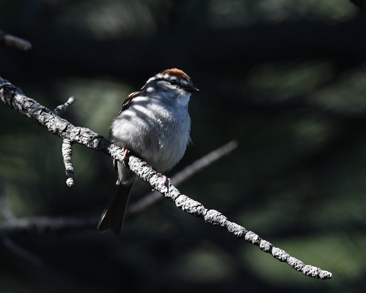 Chipping Sparrow - ML641955618