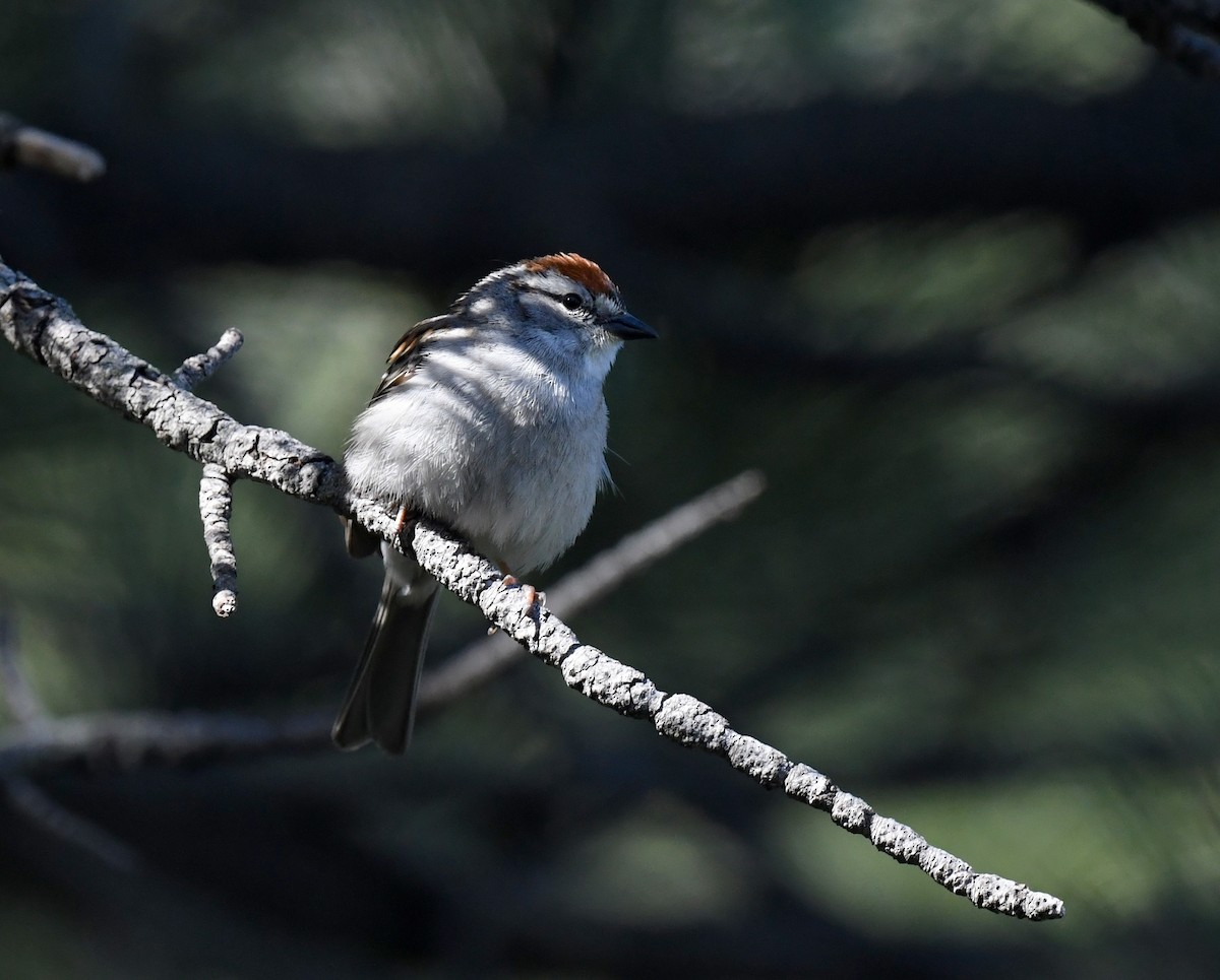Chipping Sparrow - ML641955619