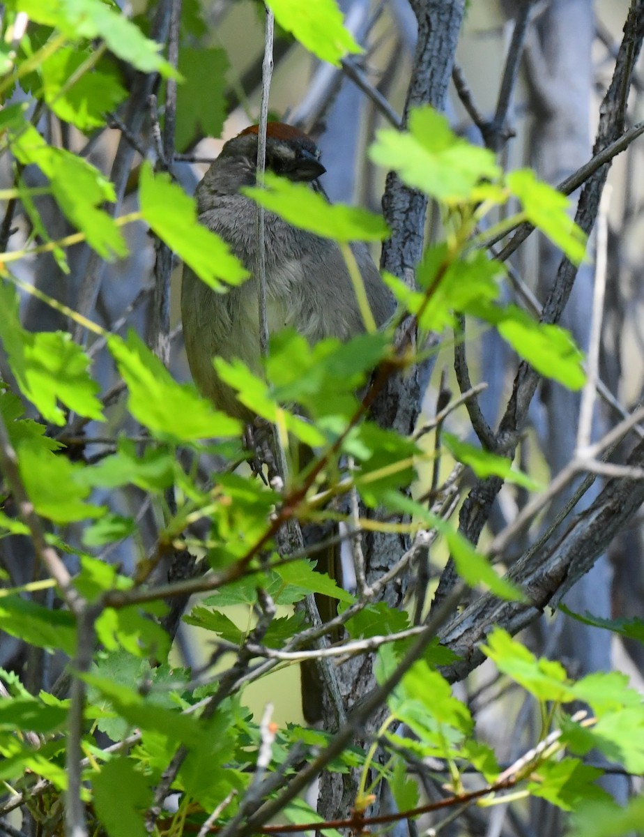 Green-tailed Towhee - ML641955621