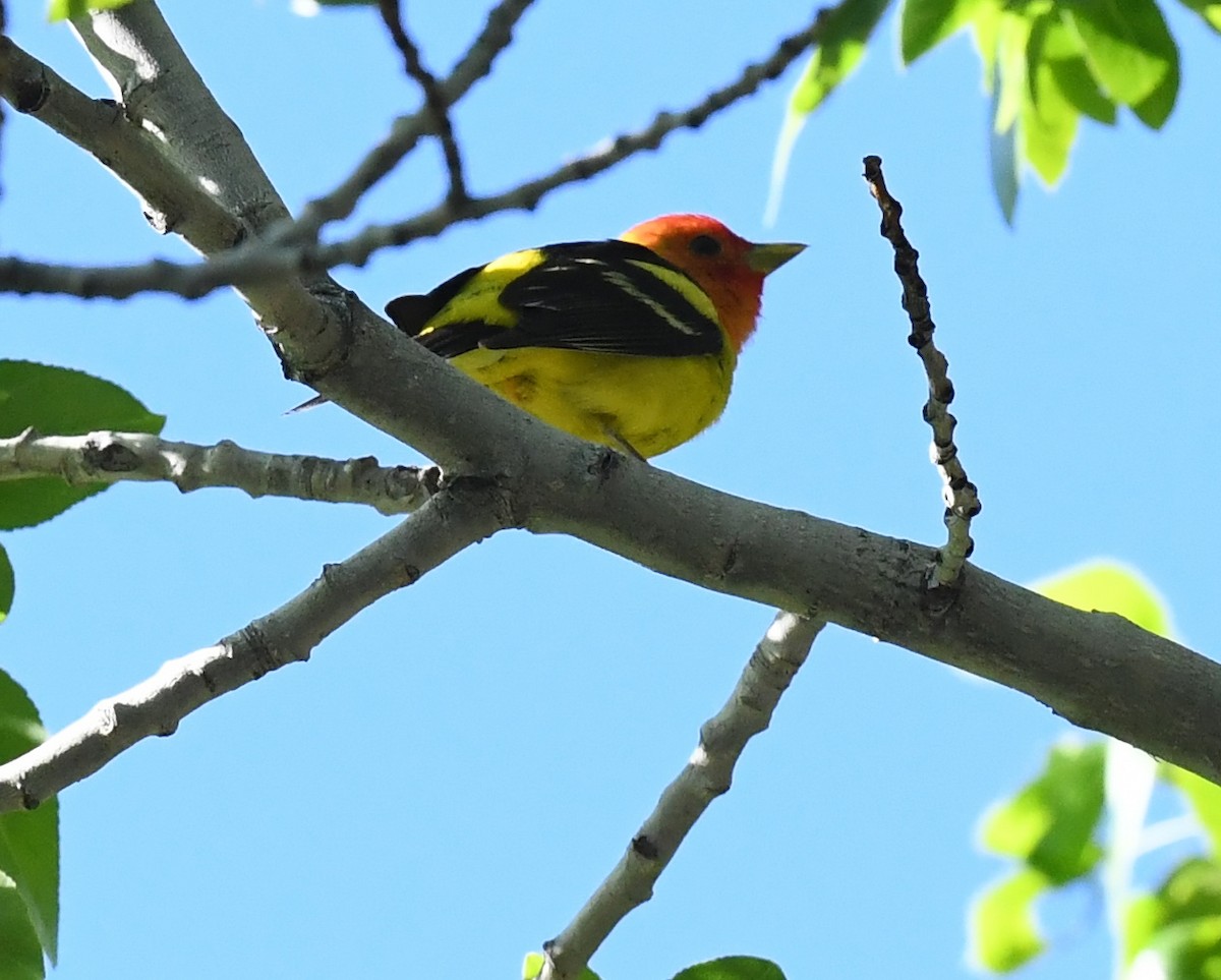 Western Tanager - ML641955626