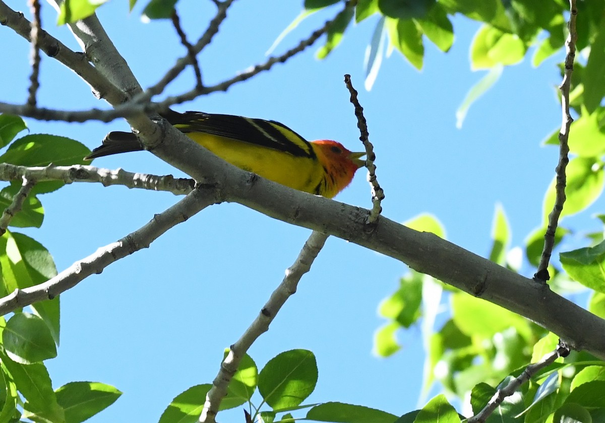 Western Tanager - ML641955627
