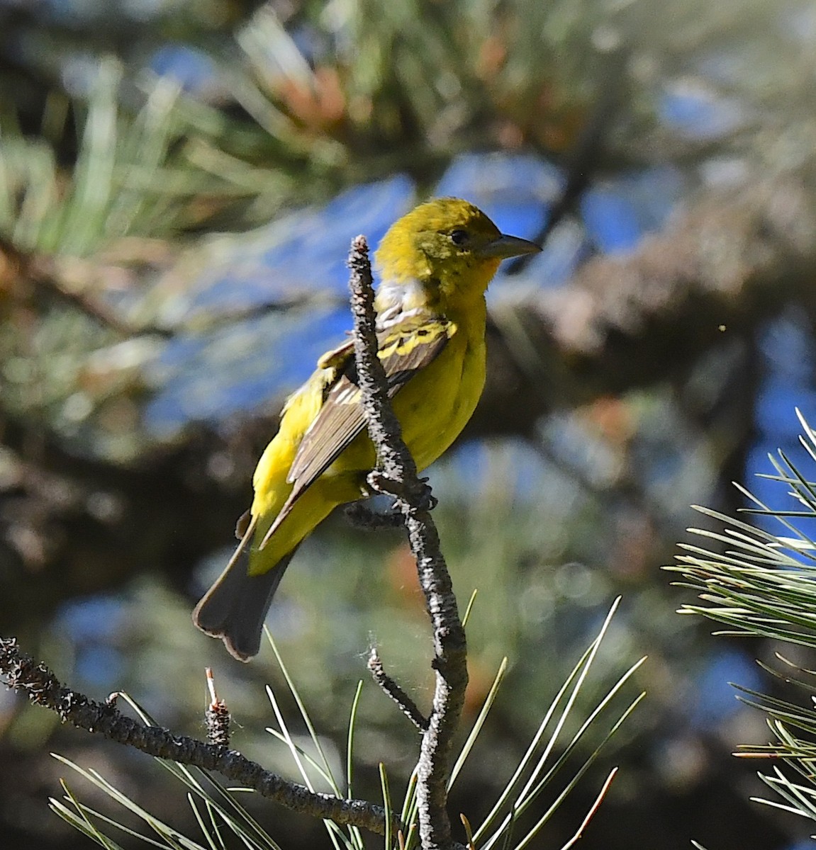 Western Tanager - ML641955628