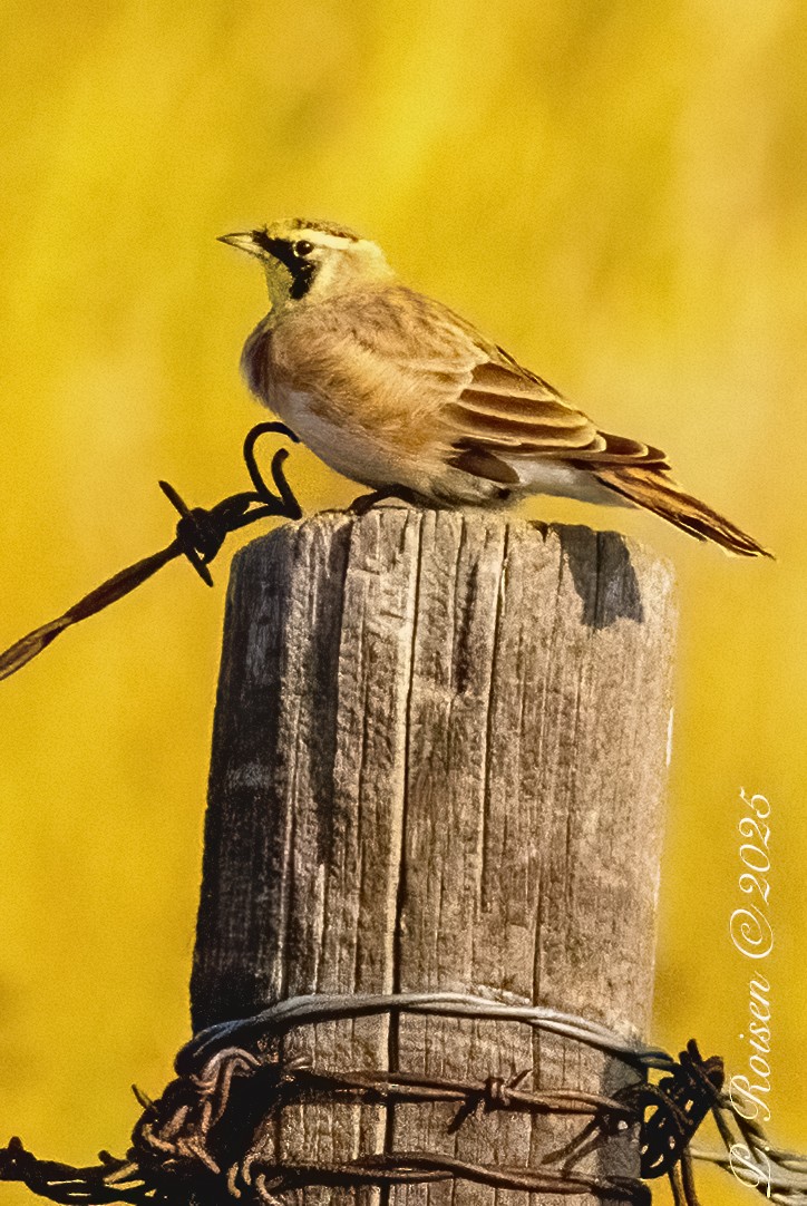 Horned Lark - ML641955635