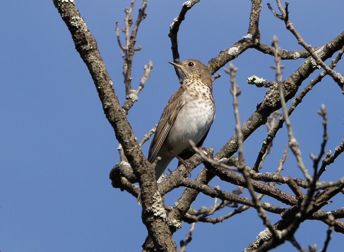 Gray-cheeked Thrush - ML641955641