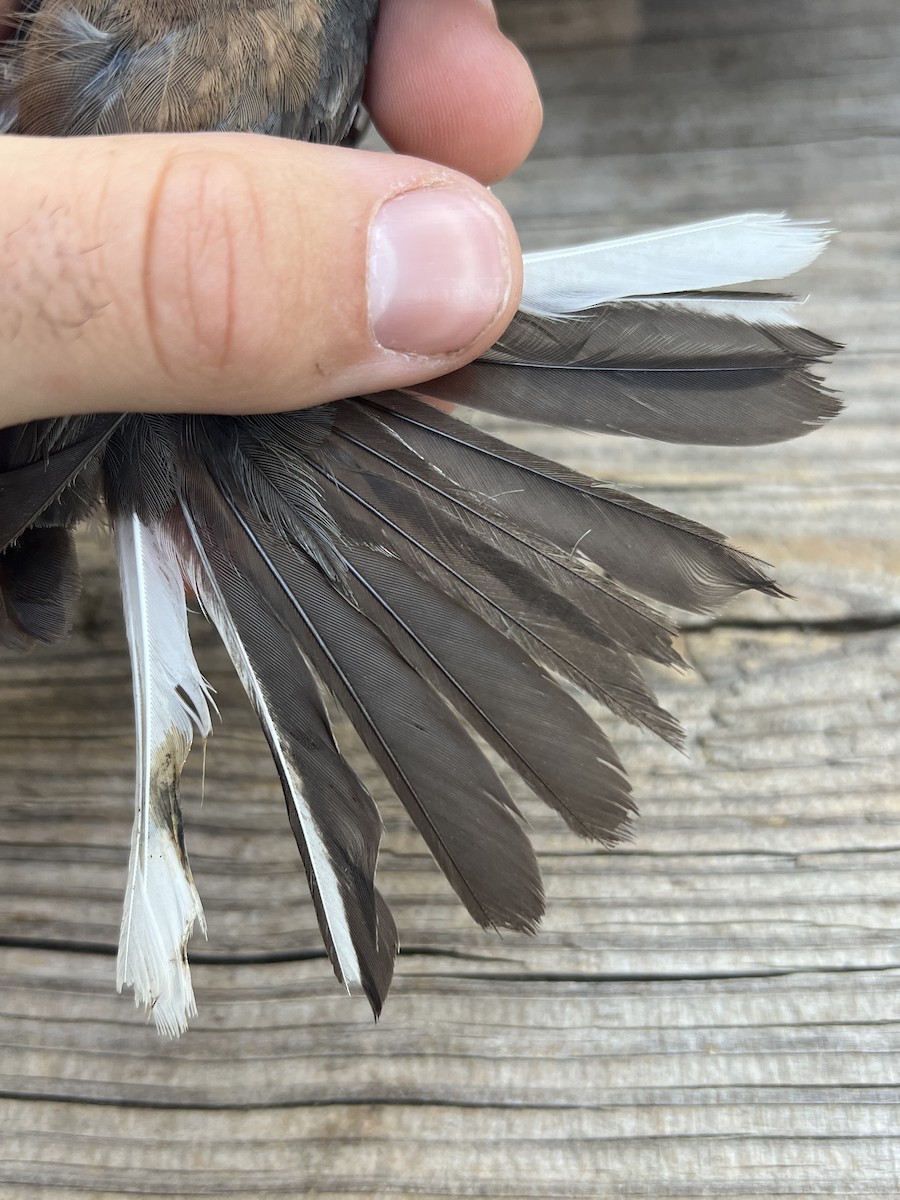 Dark-eyed Junco (Oregon) - ML641955644
