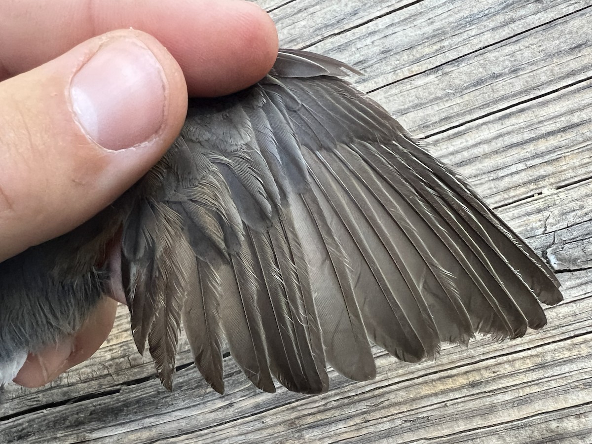 Dark-eyed Junco (Oregon) - ML641955645