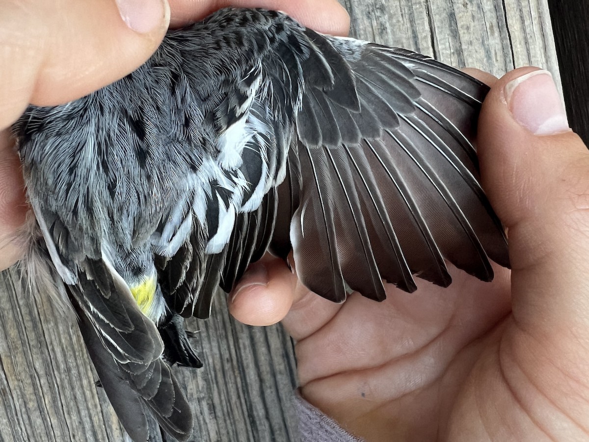 Yellow-rumped Warbler (Audubon's) - ML641955657
