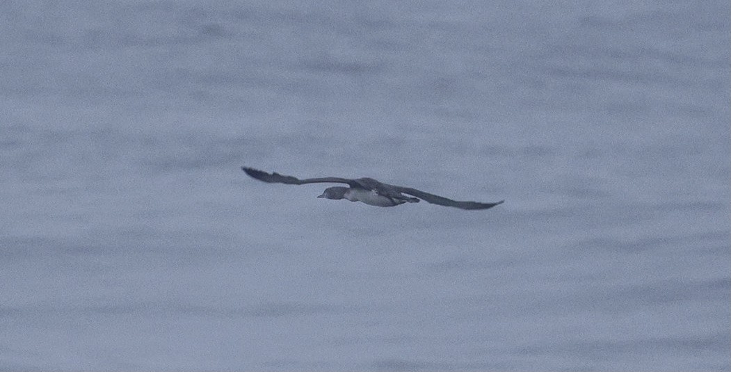 Common Loon - ML641955664