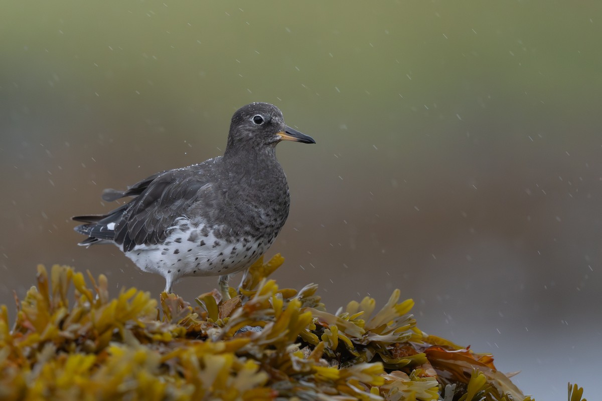Surfbird - ML641955697