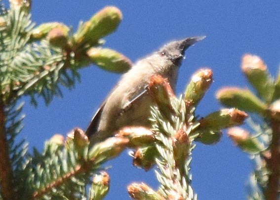 Gray-crested Tit - ML641955710