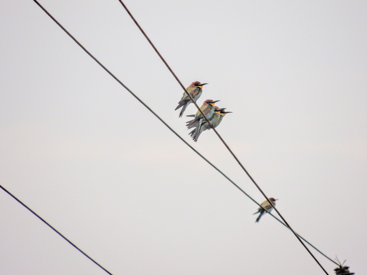 European Bee-eater - ML641955736