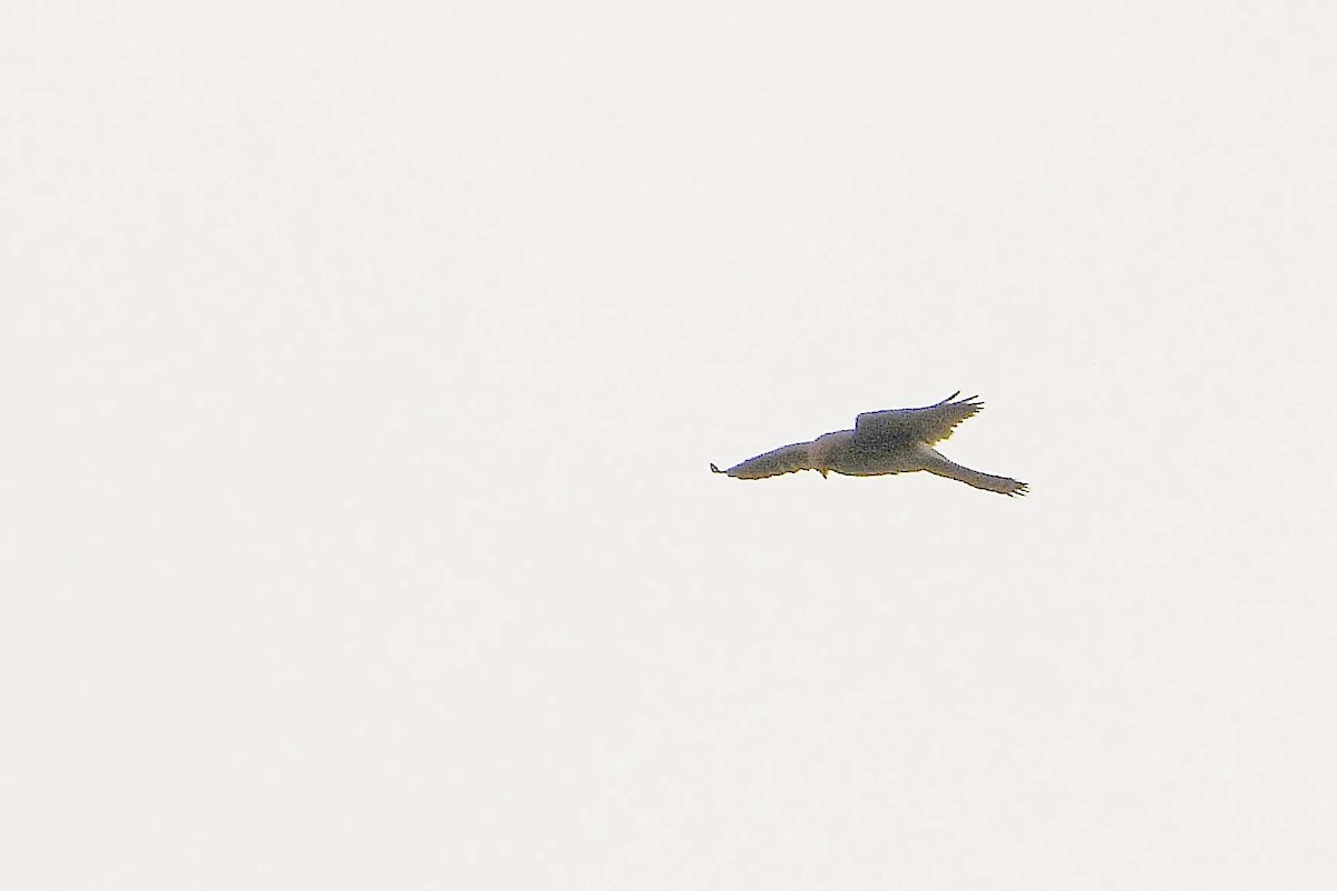 Red-footed Falcon - ML641955738