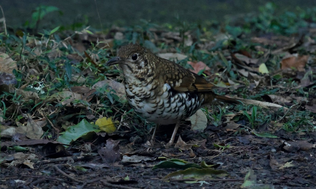 Bassian/Russet-tailed Thrush - ML641955745