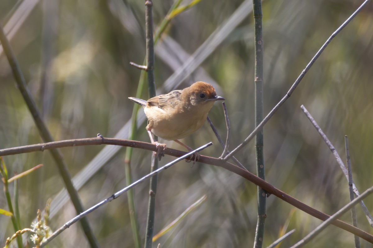 Golden-headed Cisticola - ML641955746