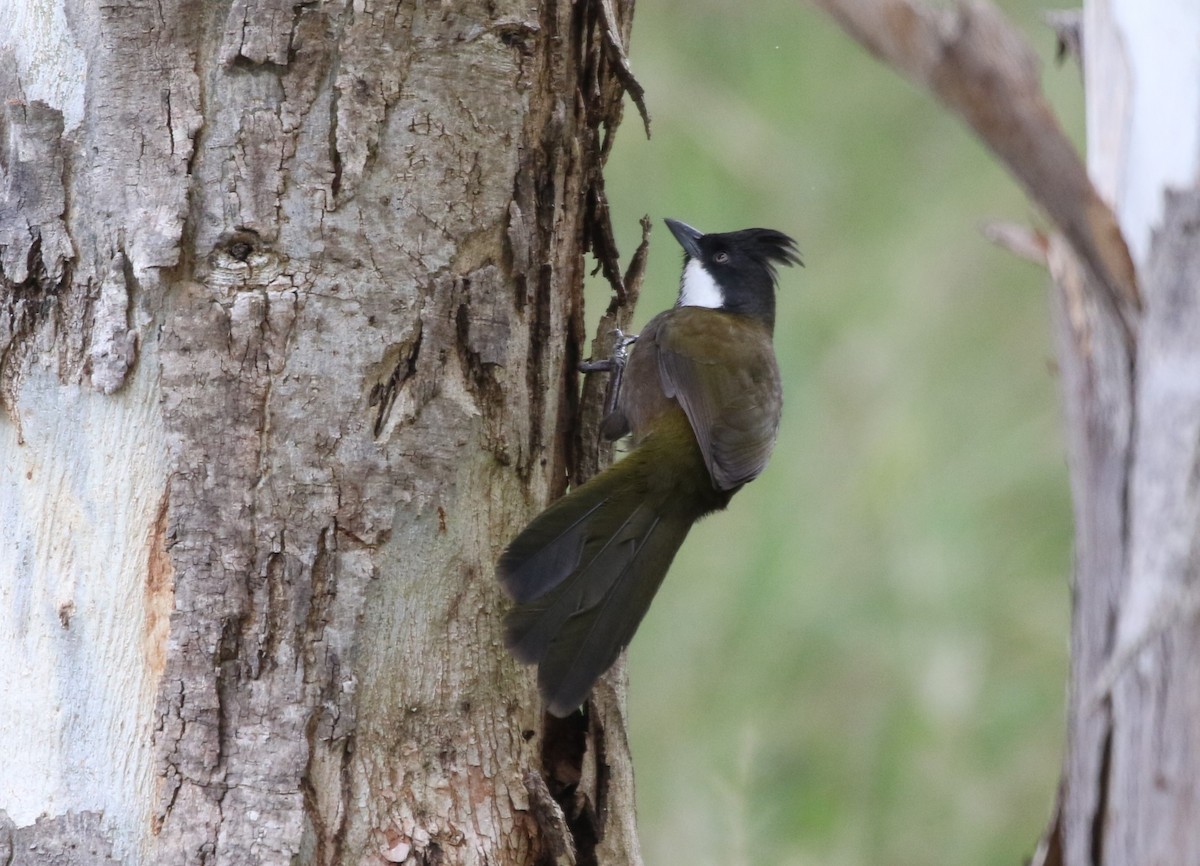Eastern Whipbird - ML641955748