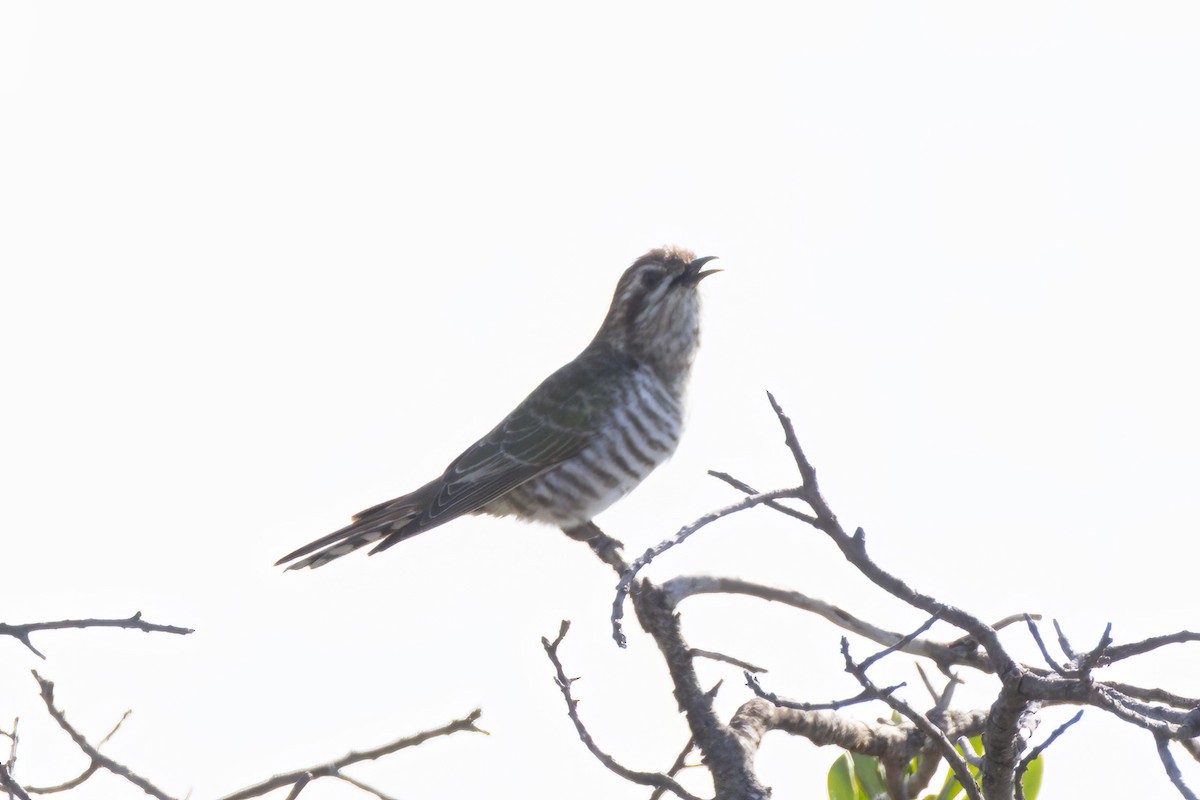 Horsfield's Bronze-Cuckoo - ML641955753