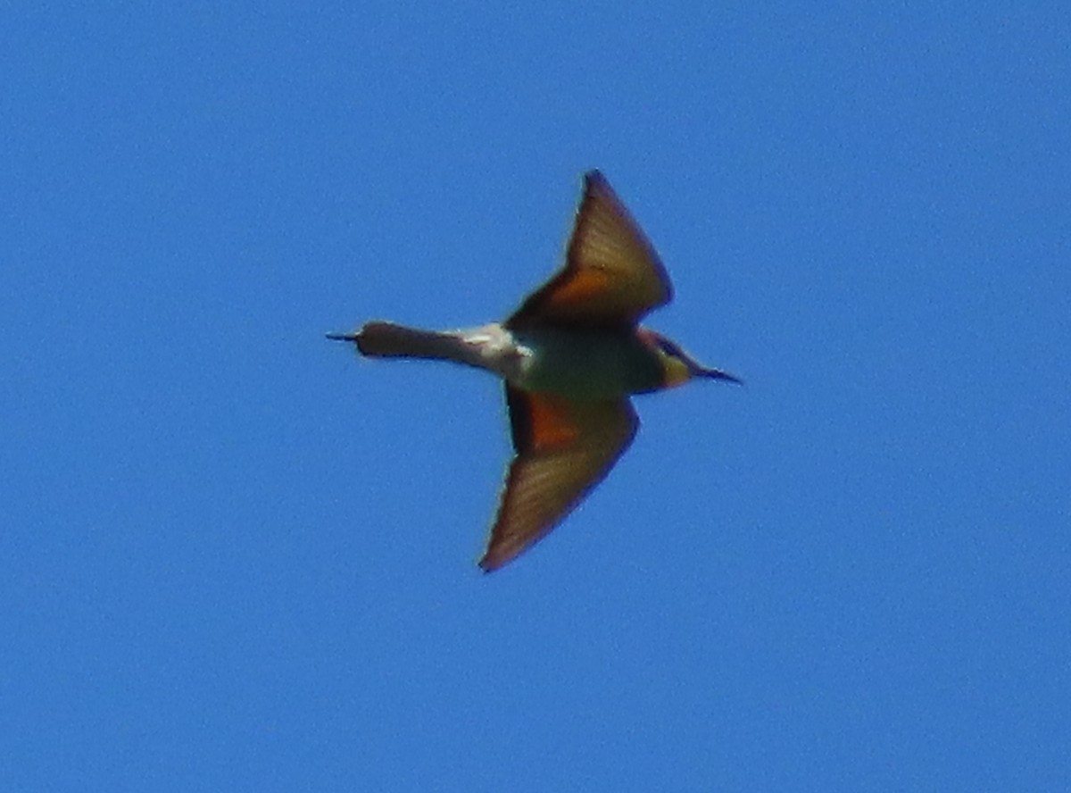 Erle-txori eurasiarra - ML641955760